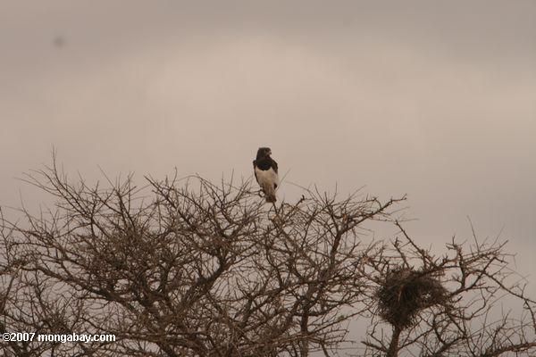 Long cresta Eagle (Lophaetus occipitalis)