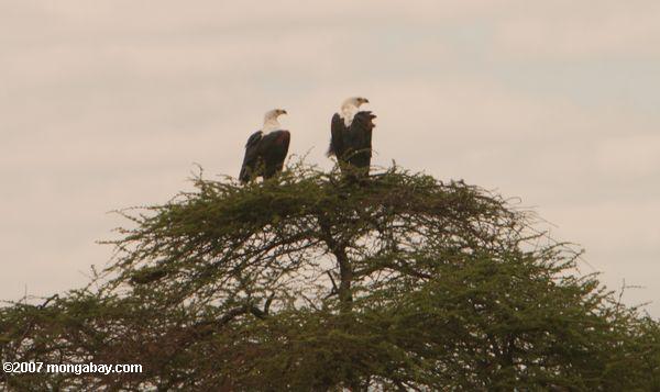 Par de peces africanos águila (Haliaeetus vocifer), encima de un árbol