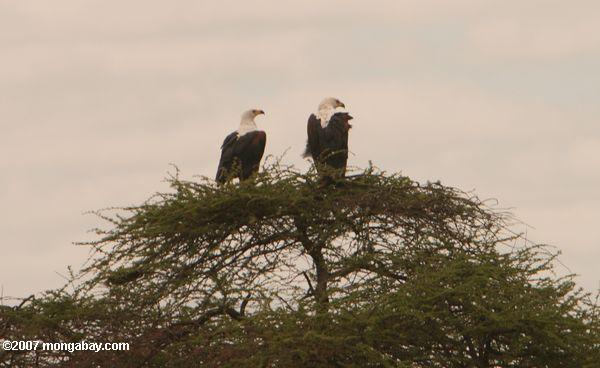 Пара африканских рыб Eagle (Haliaeetus vocifer) на вершине дерева