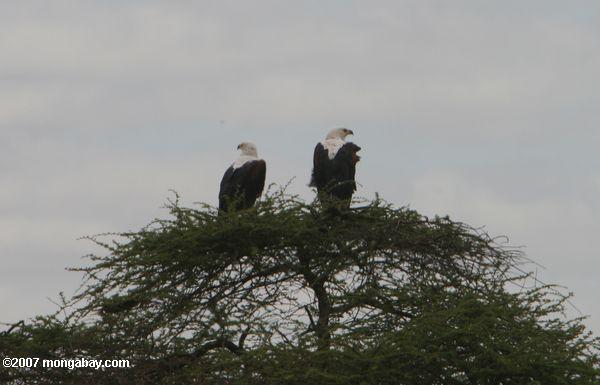 Par de peces africanos águila (Haliaeetus vocifer), encima de un árbol