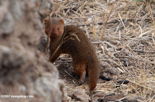 Zwerg Mongoose (Helogale parvula)