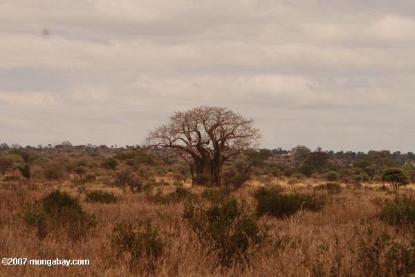 Afrikanische Affenbrotbaum