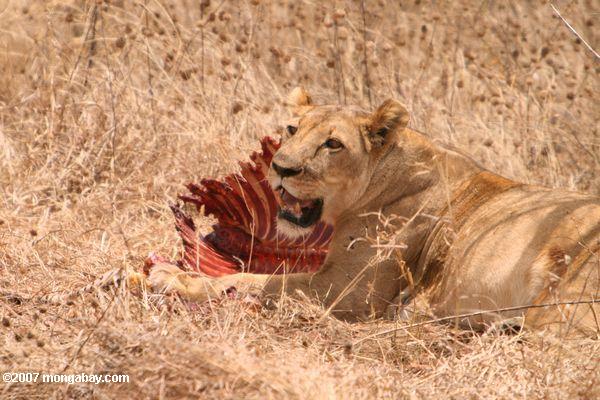 シマウマの雌ライオンを殺す