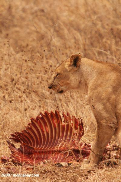 シマウマの雌ライオンを殺す