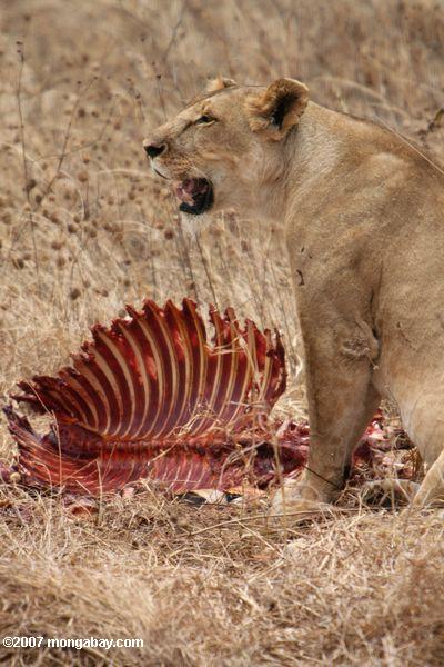 Löwin mit Zebra töten