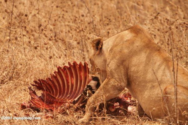 львица с зебра убить