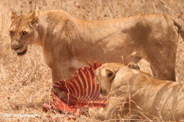 Weiblich Löwen mit Zebra töten