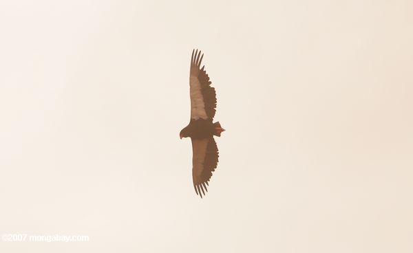 Bateleur águila (Terathopius ecaudatus) en vuelo