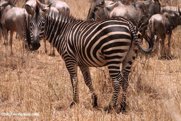 Plains Zebra (Equus quagga burchellii)