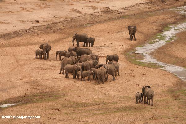 河川敷で、象の群れ