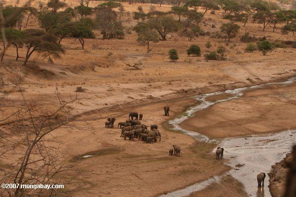 Herde von Elefanten in einem Flussbett