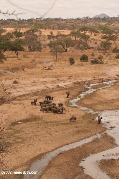 Herde von Elefanten in einem Flussbett