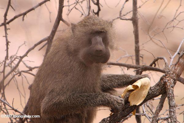 オリーブゲラダヒヒ（ papioアヌビス）は、バナナの栄養補給