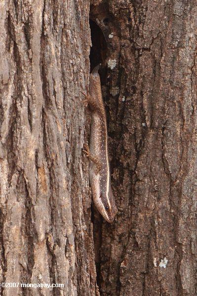 Tailless Mabuya skink sobre un tronco de árbol