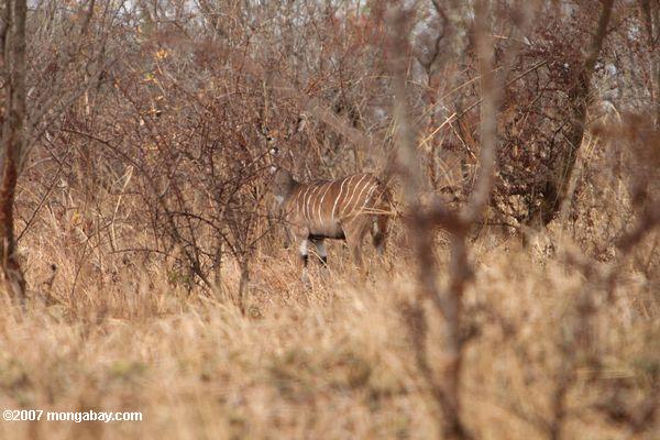меньшей kudu (tragelaphus imberbis)