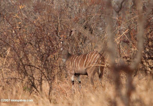 меньшей kudu (tragelaphus imberbis)