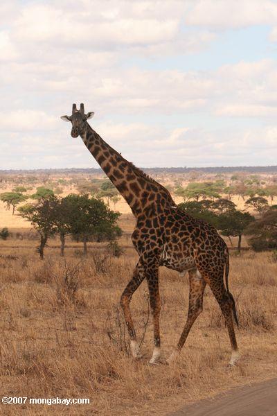 Kilimandjaro Girafe (Giraffa camelopardalis tippelskirchi)