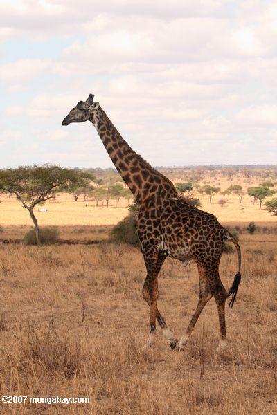 Masai ou Kilimandjaro Girafe (Giraffa camelopardalis tippelskirchi)