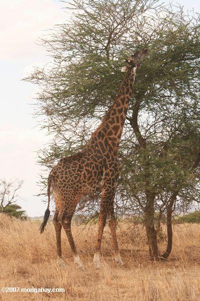 Masai ou Kilimandjaro Girafe (Giraffa camelopardalis tippelskirchi)