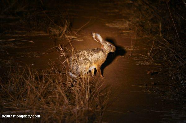 Scrub Hare, Lepus saxatilis