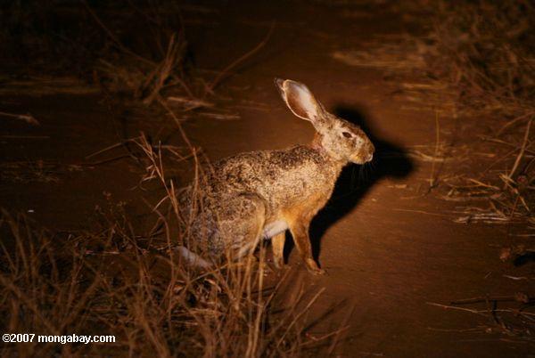 Broussailles Hare (Lepus saxatilis)