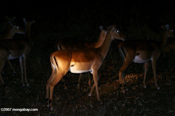 Impala bei Nacht