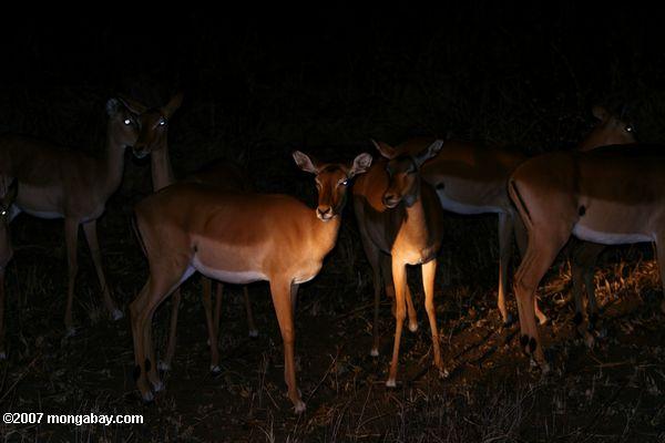 Impala bei Nacht