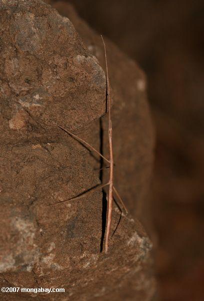 Африканский Stick насекомых