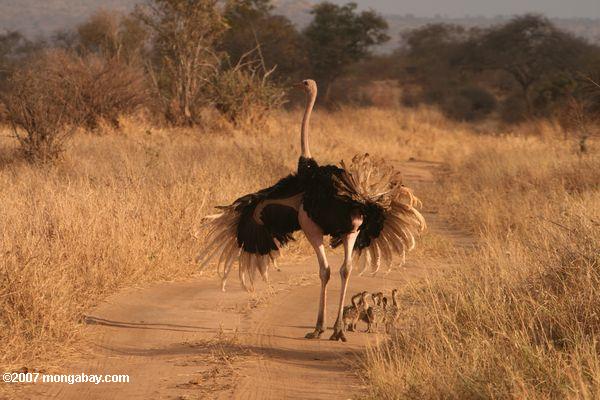 Masculino avestruz defender pintos