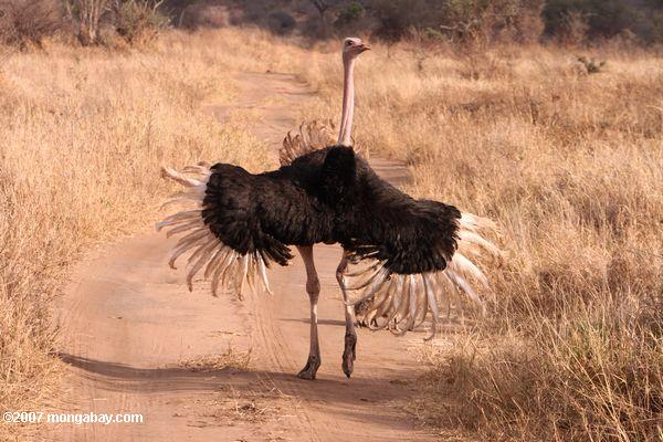 Masculino defensa de los polluelos de avestruz