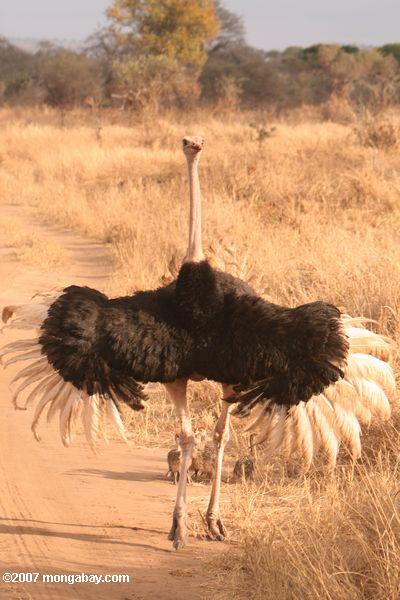 Masculino defensa de los polluelos de avestruz