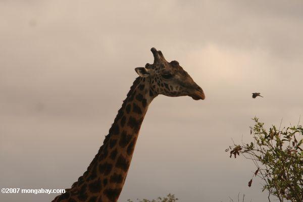 кормление жирафа масаи