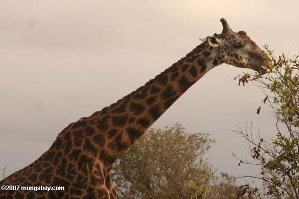 Maasai jirafa de alimentación