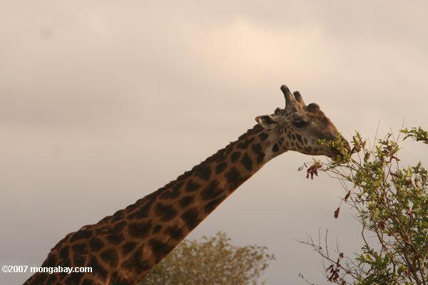 кормление жирафа масаи