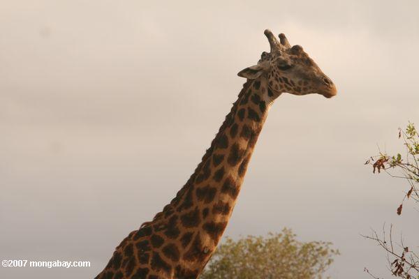 Maasai girafe alimentation