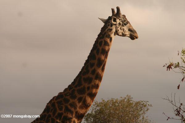 жирафа масаи