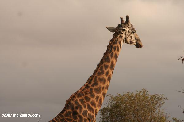 жирафа масаи