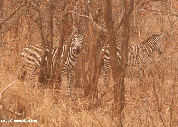 Zebra entre los matorrales árboles