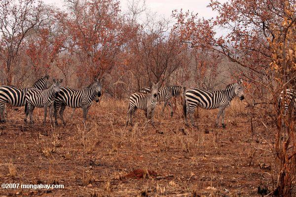 Zebra entre matagal árvores