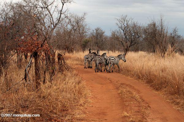 Zebra sur un chemin de terre