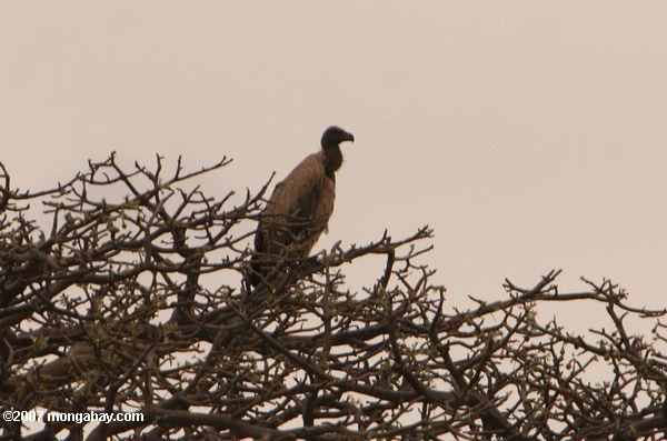 White respaldados Vulture (Gyps africanus)