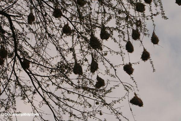 Weaverbird nidos