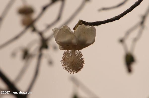 Flor de el baobab
