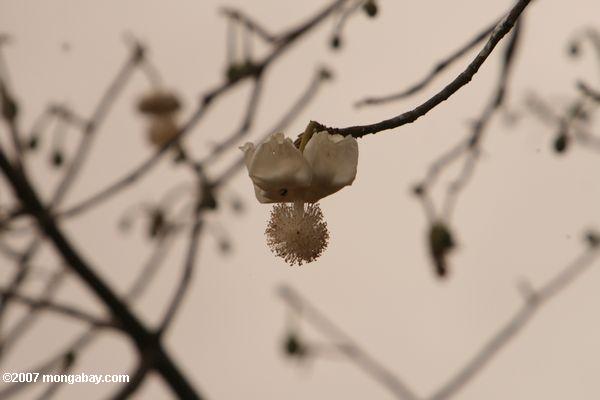 バオバブの花
