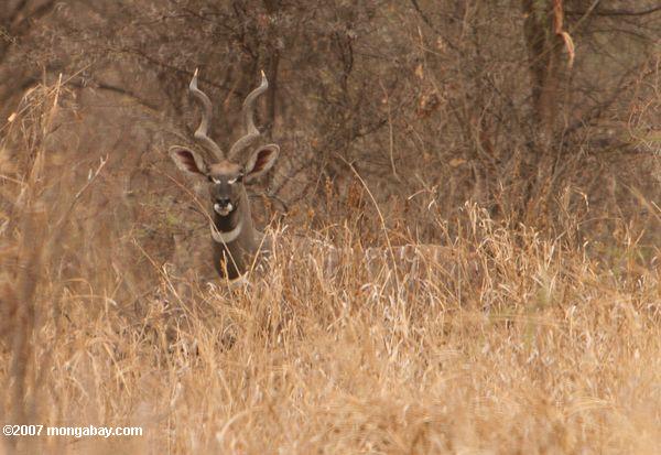больше kudu (tragelaphus strepsiceros)