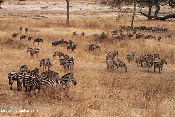 Zebra y wildebeest