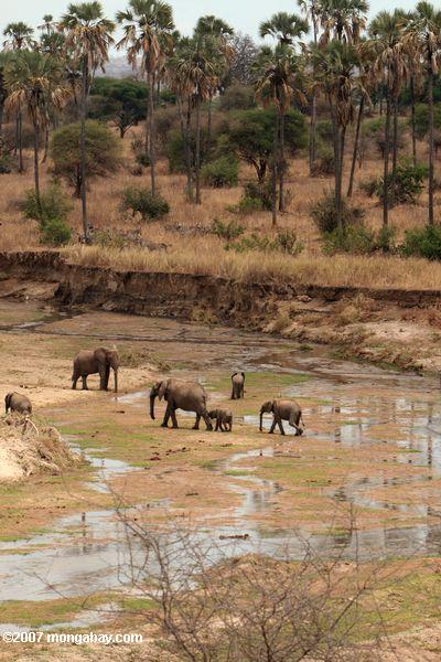 Elephants atravessar um riacho cama