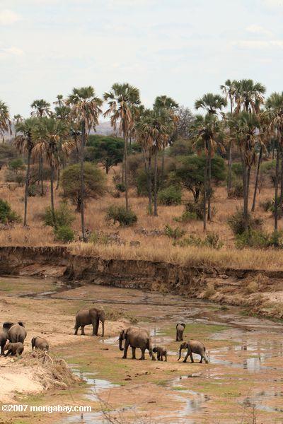 слоны пересечения реки кровать
