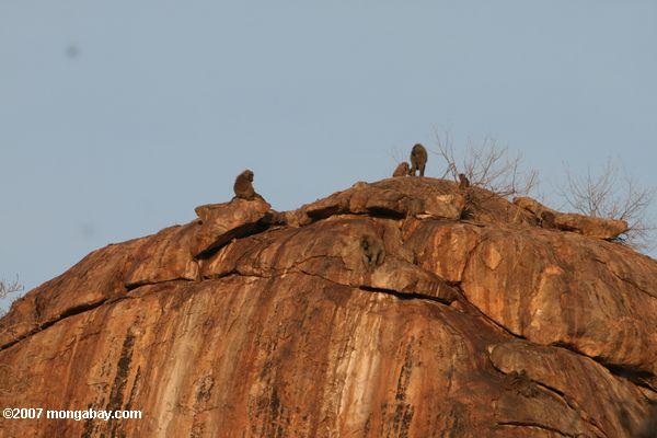 岩の頂上にoutcropping baboonsヒヒ属