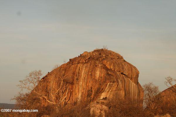 岩の頂上にoutcropping baboonsヒヒ属